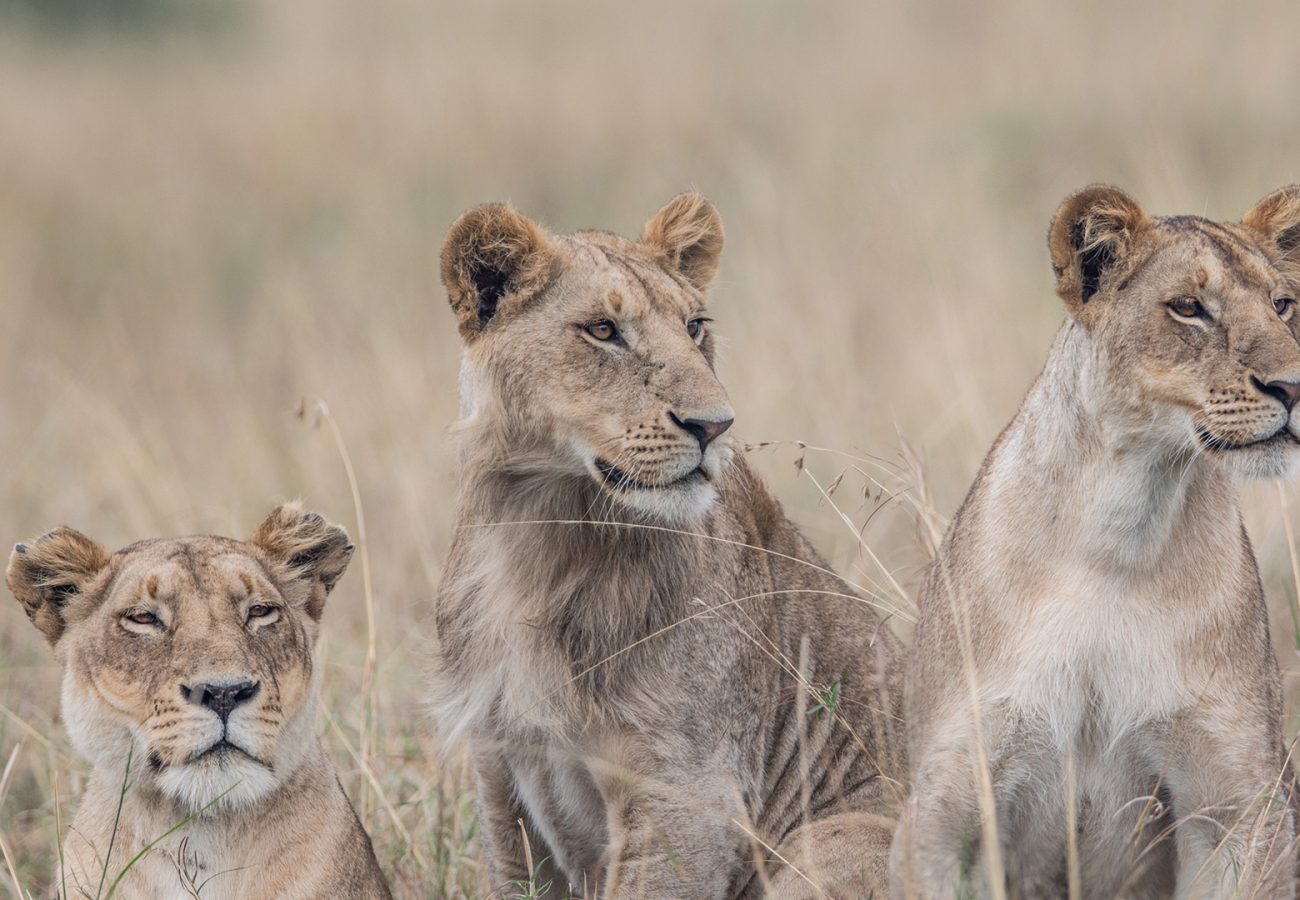 Three lions sit in long grass looking into the distance
