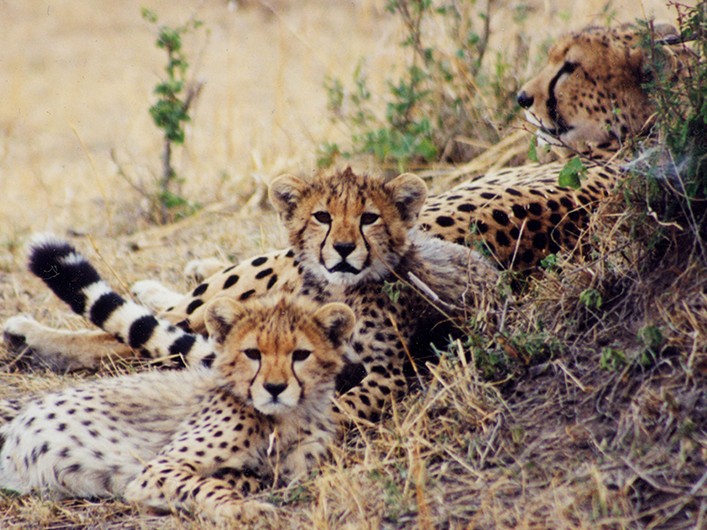 Three young cheetahs lying together in the long grass