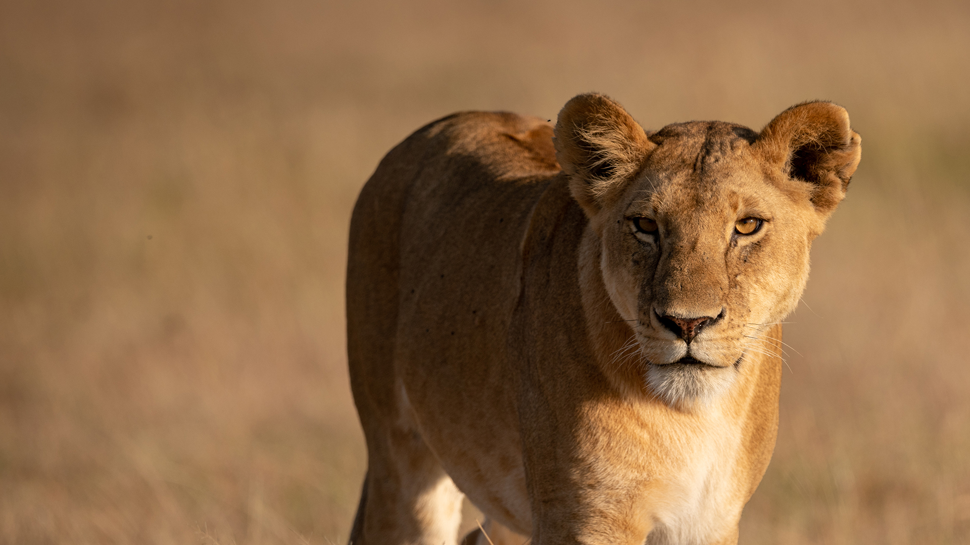 Lioness walks in grass in golden light