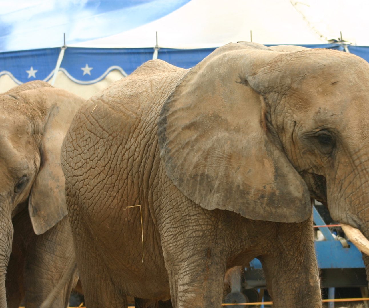 Two elephants stand in front of a circus tent