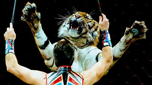 A man stands with his back to camera, raising his arms, with a tiger in front of him, stood on hind legs facing the man