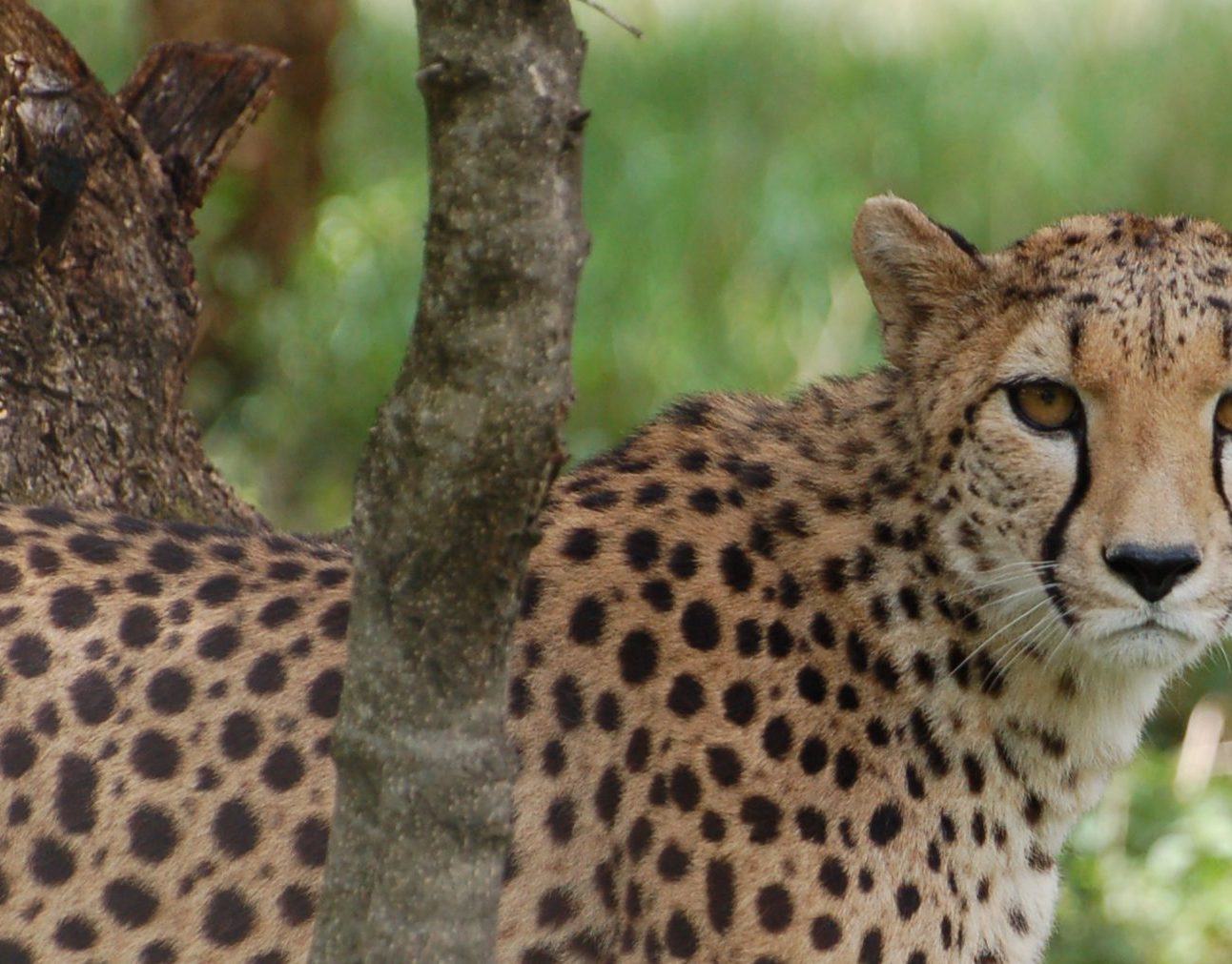 An adult cheetah peering at the camera through the undergrowth.