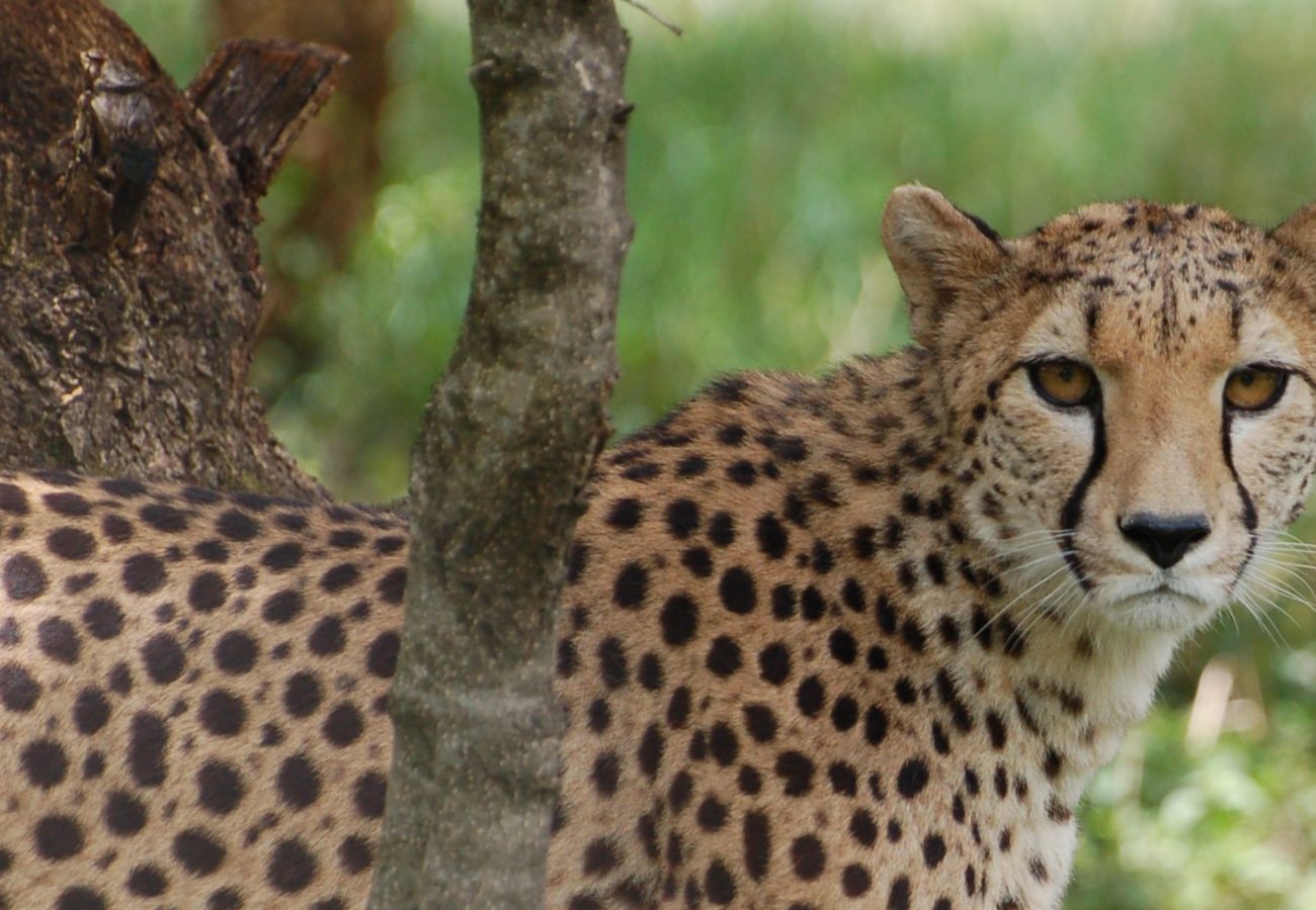 An adult cheetah peering at the camera through the undergrowth.