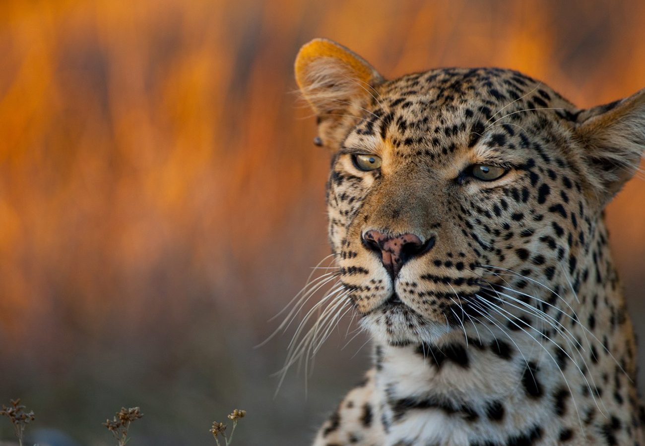 A close-up portrait of a leopard, with orange grasses in the background