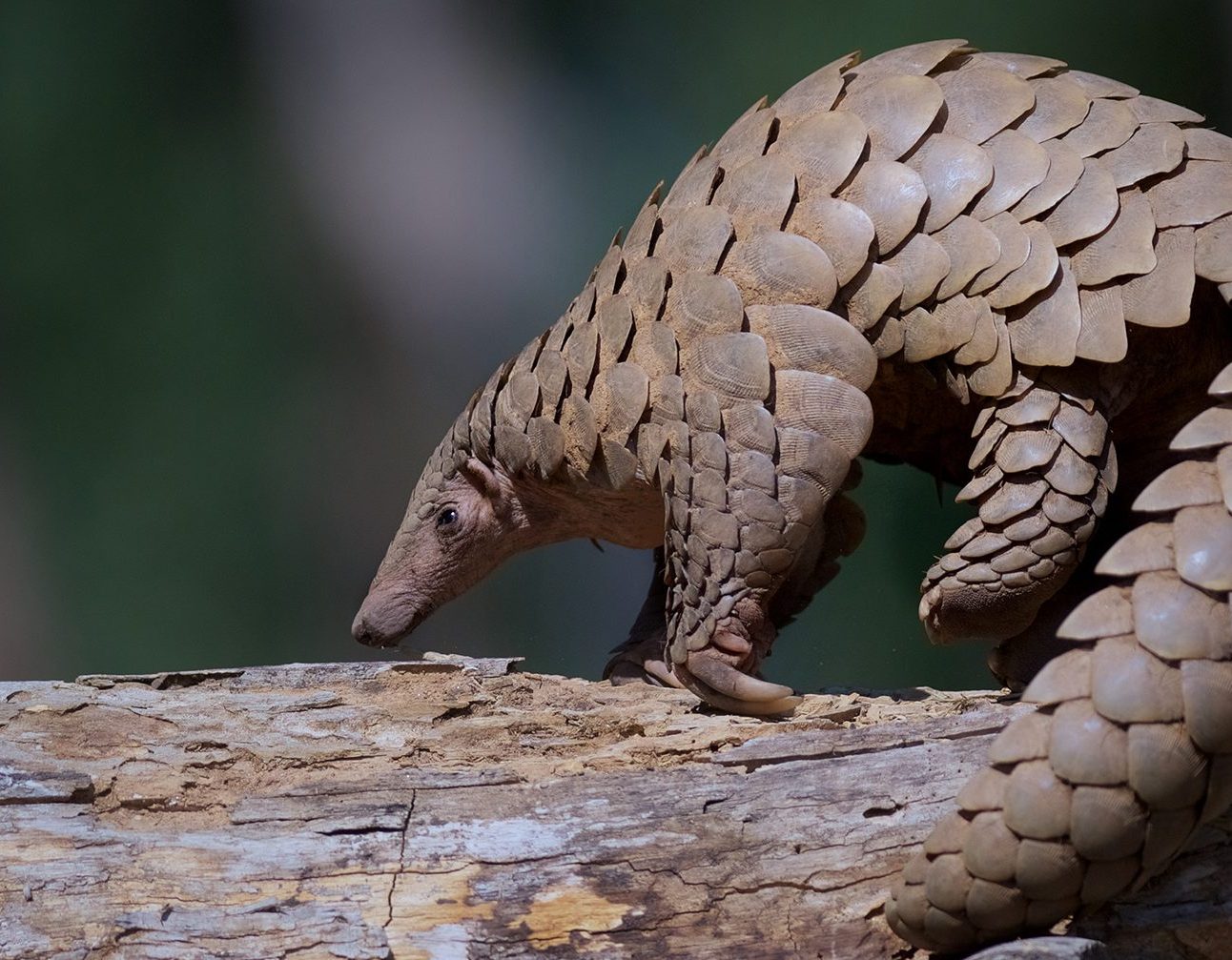 A photo of a pangolin on a tree branch