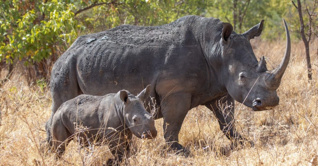 A mother rhino and calf standing together in the African bush