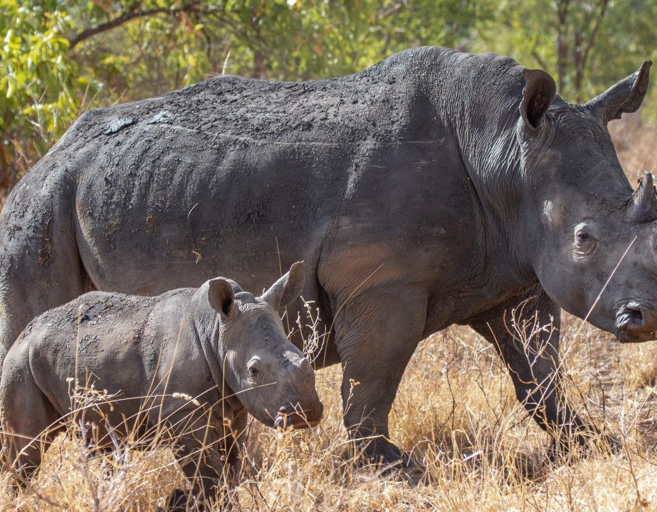 A mother rhino and calf standing together in the African bush