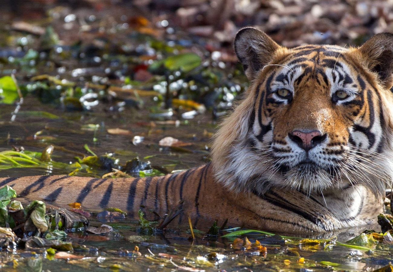 A tiger cooling off in a leafy pool of water