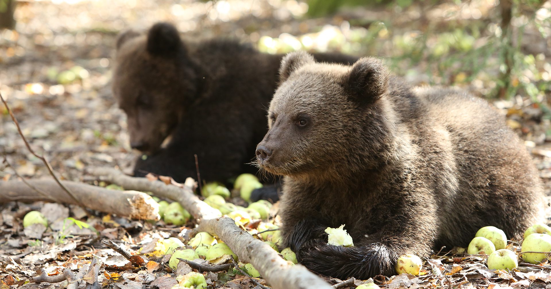 Brown Bears: Threats, Conservation, & Interesting Facts