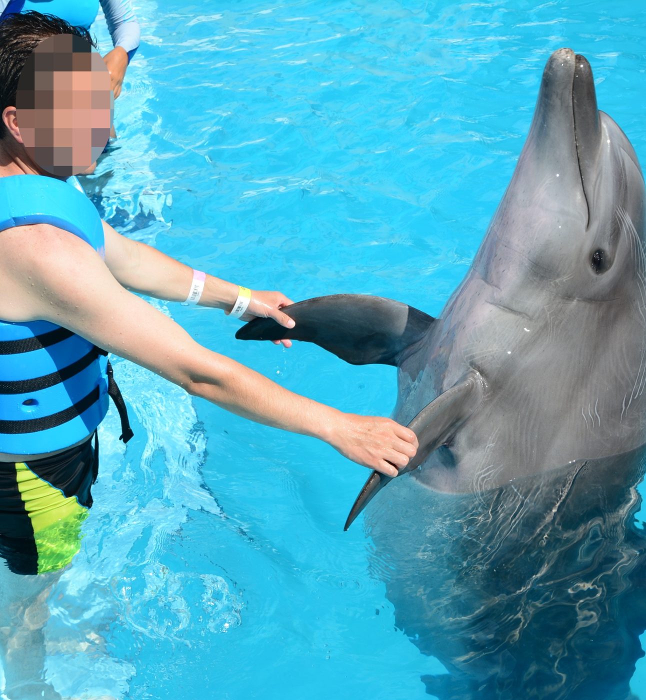 A man standing in a pool with a dolphin which is emerging upright from the water. The man is holding onto the dolphin's fins.