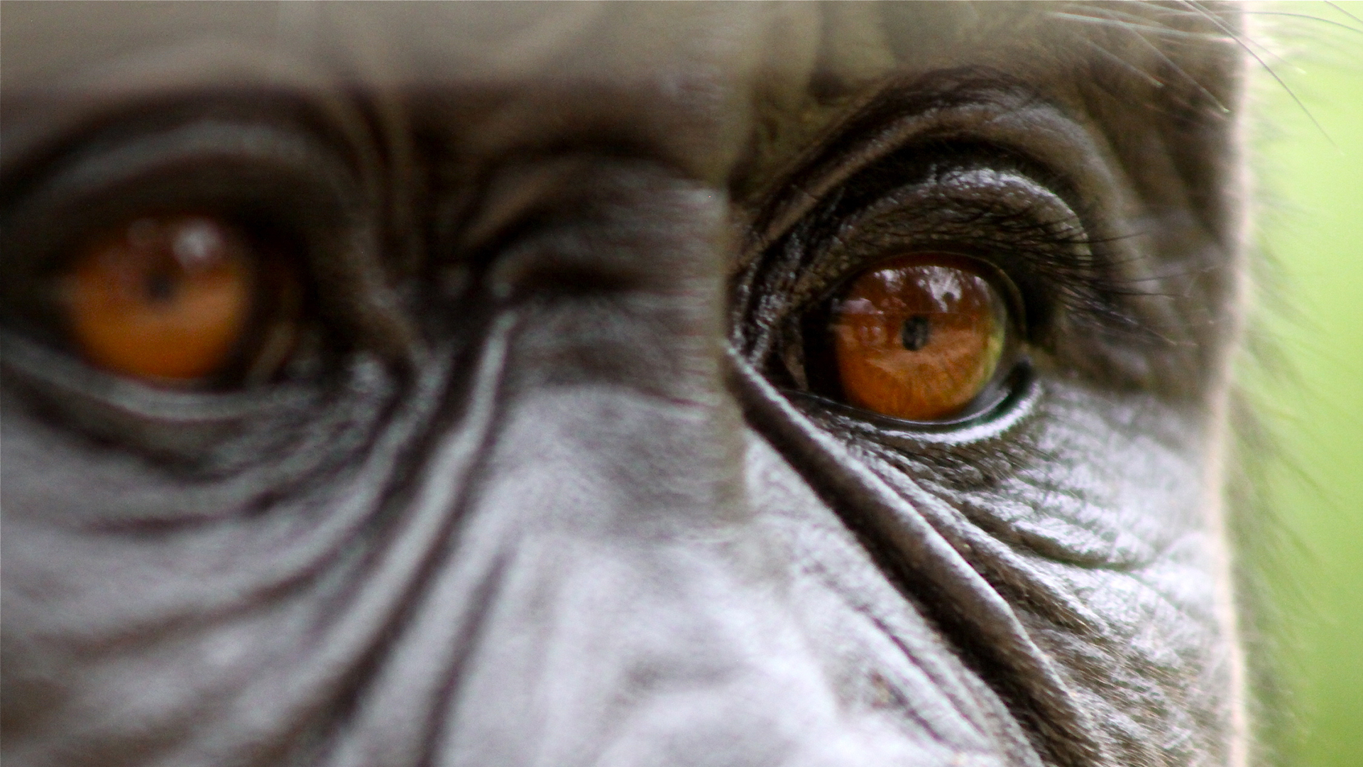 Close up of the brown eyes of a gorilla