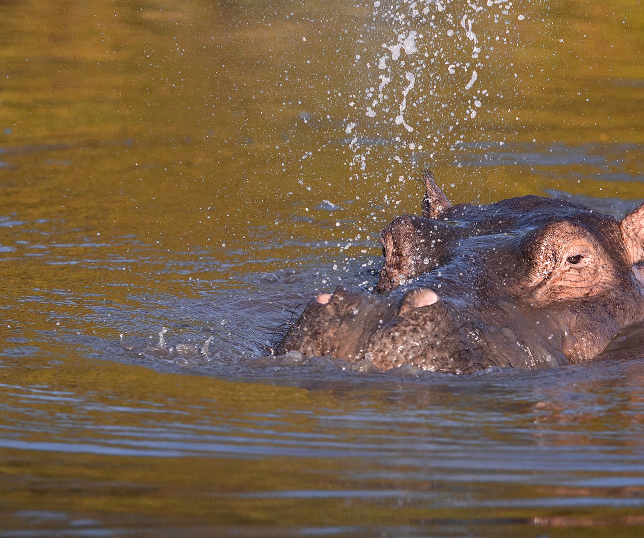 A hippo's head partially comes above the water, with water being blown from its nostrils