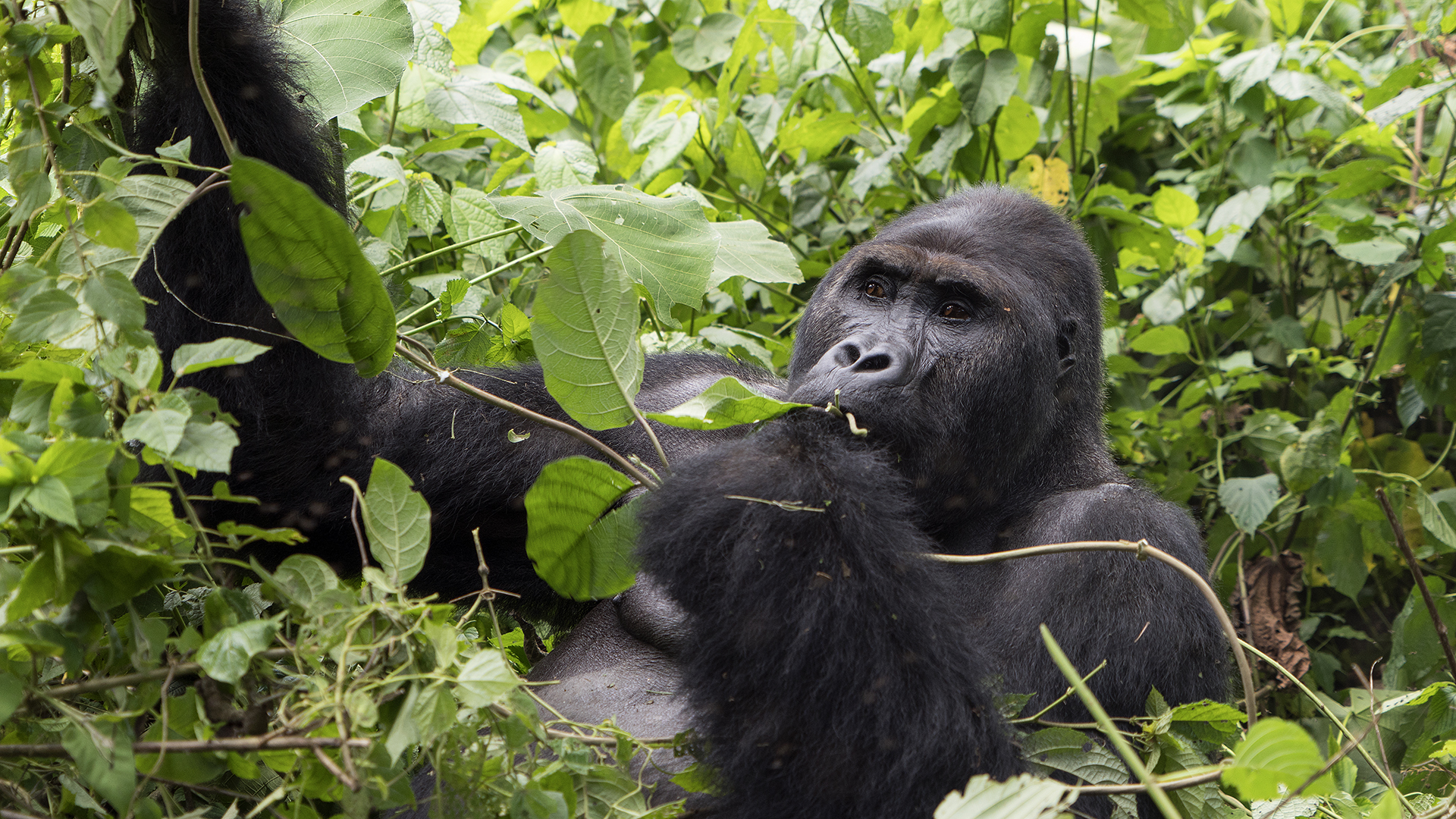A gorilla sits in the forest eating leaves from a branch