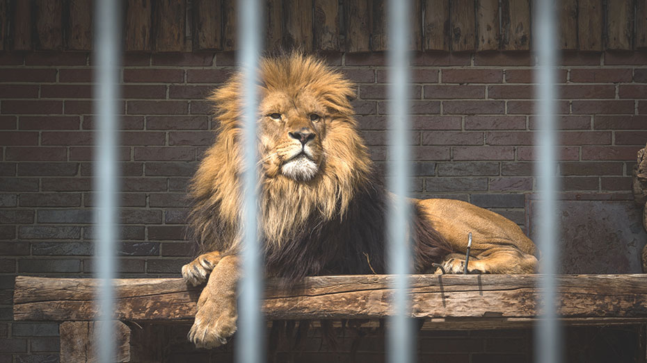 An adult male lion sits behind bars