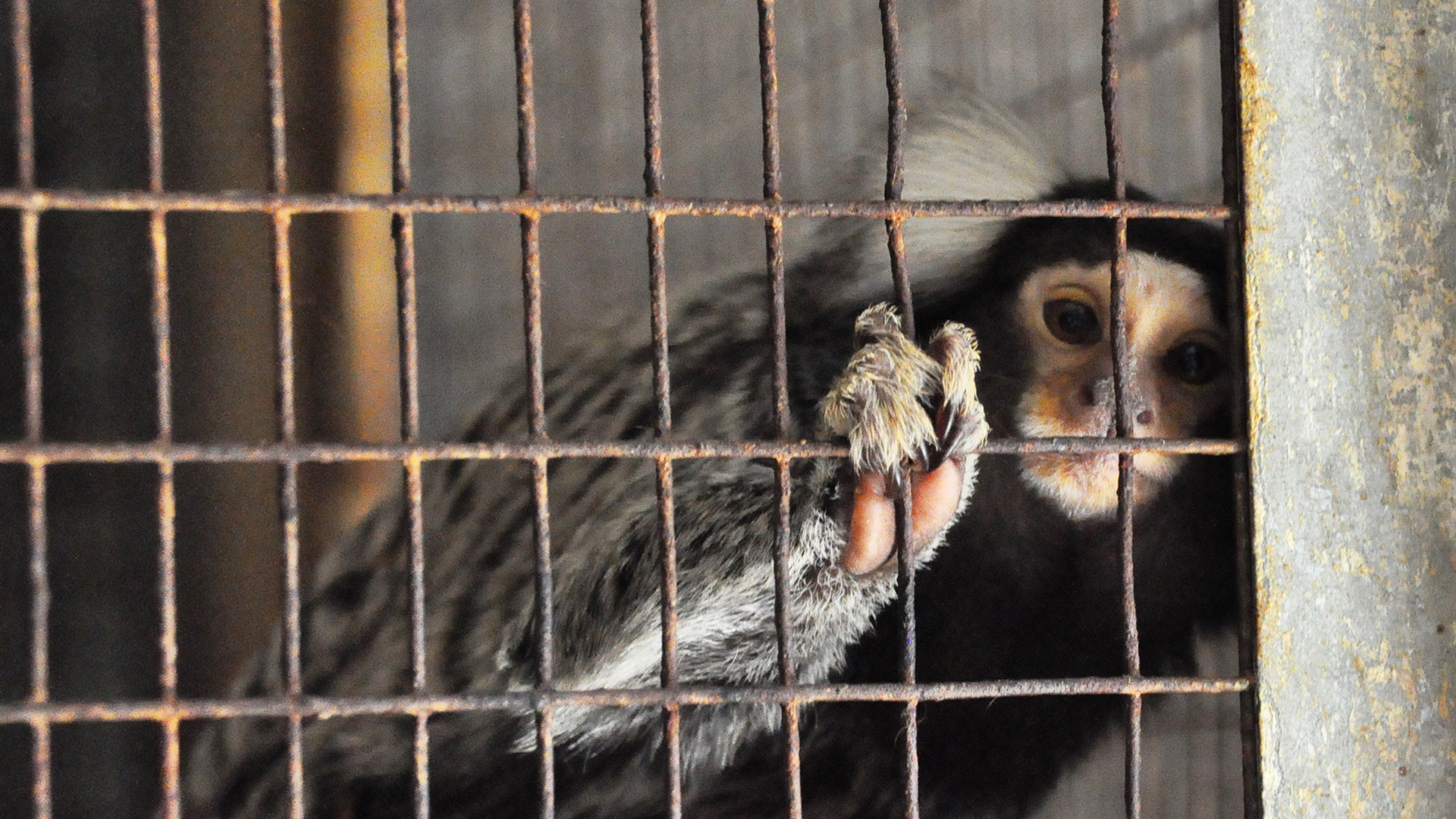 A marmoset in a cage holds on to the bars as it looks through