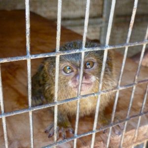 A small marmoset sits behind wire bars