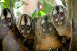 Neotropical primates sitting in a line