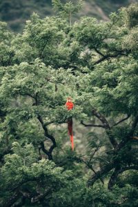 A scarlet macaw sits in the middle of leafy branches