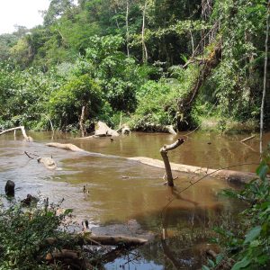 A brown river with a log running across it and green forest in the background