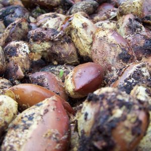 Close up of cocoa beans