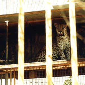 A leopard in a barren, barred cage