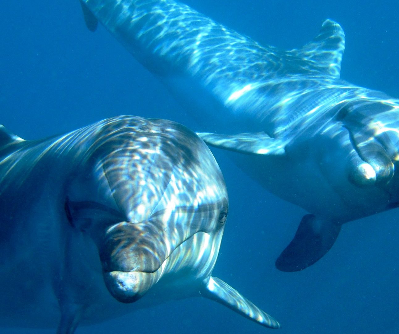 Two dolphins swimming underneath the blue sea