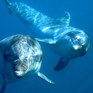 Two dolphins swimming underneath the blue sea