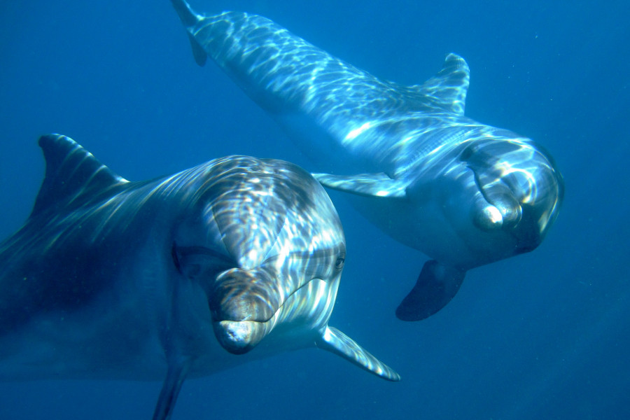 Two dolphins swimming underwater in the clear blue sea
