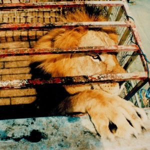 A male lion stretching his paw through the bars of a cage