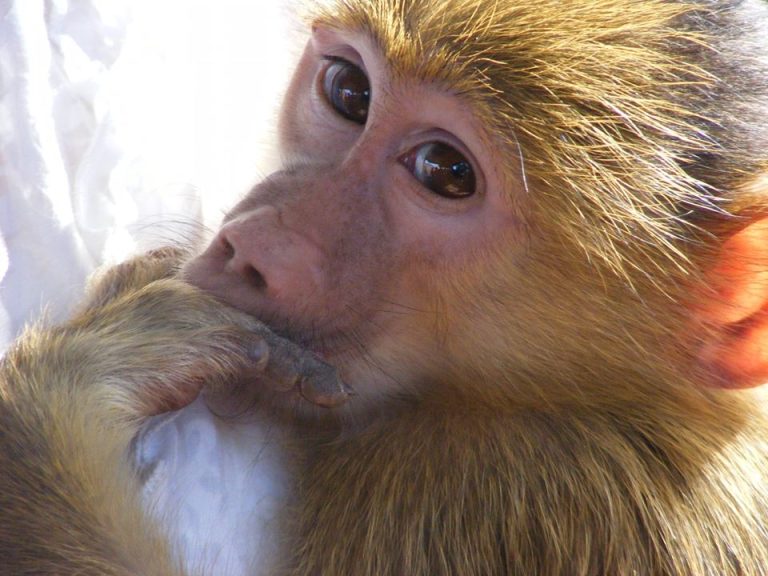 Monkey rescue in Zambia - Born Free