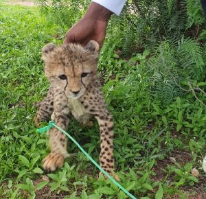 A very small cheetah cub has a green rope tied around it with a man's hand behind its head
