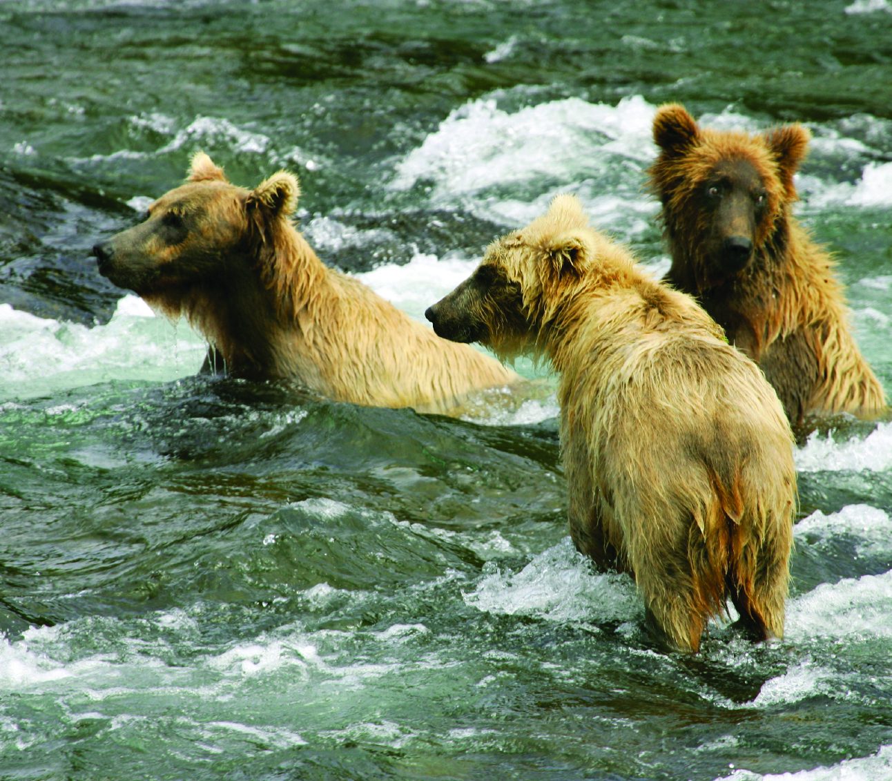 Three bears in a fast flowing river