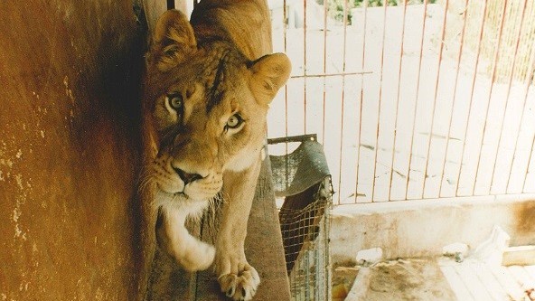 A lioness in a small cage with bars