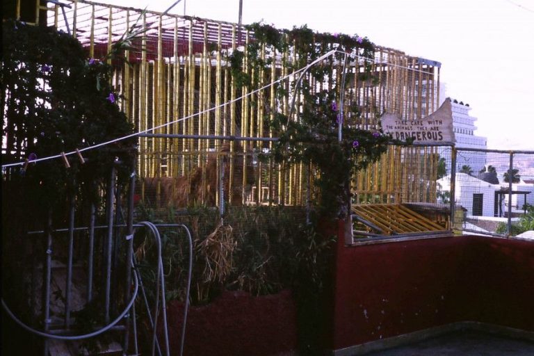 Raffi the lion, Tenerife, Spain, 1993, D Travers