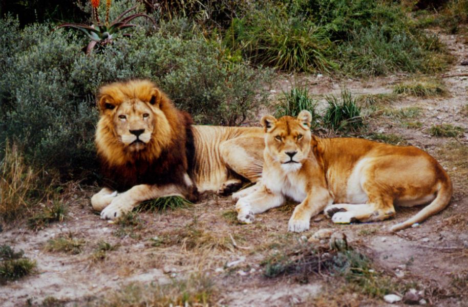 A lion and lioness lying on the ground