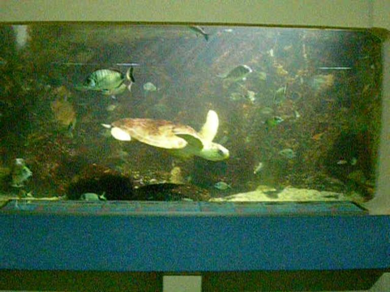 Gavino at Alghero Aquarium, 2005 (c) Born Free