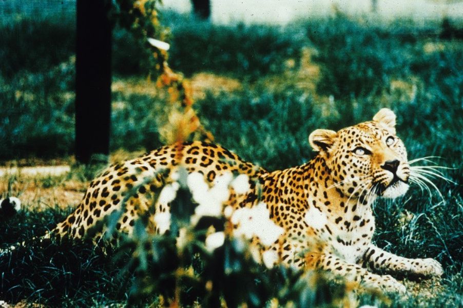 A leopard lying in a green field