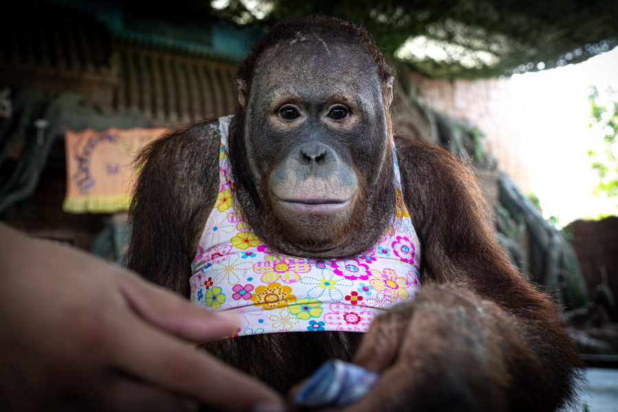 An orangutan dressed in child's clothing