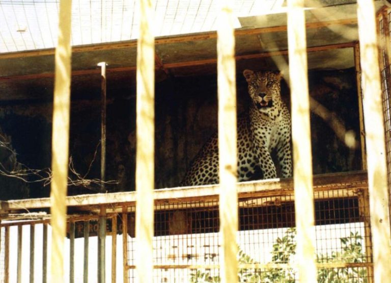 Rikki the leopard, Tenerife, Spain