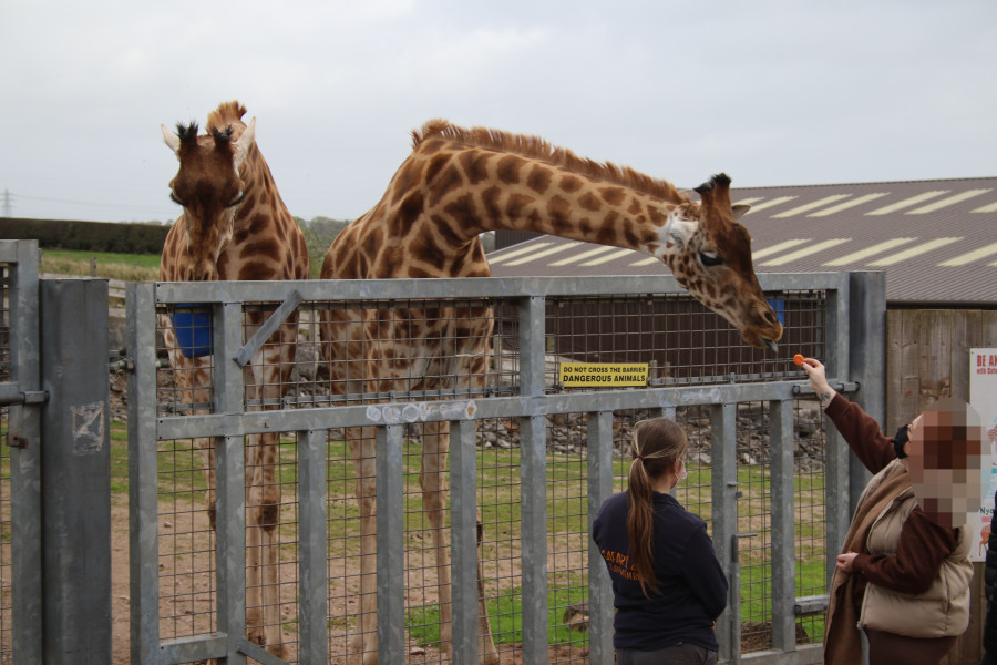 Two giraffes in a pen being fed carrots over the gate