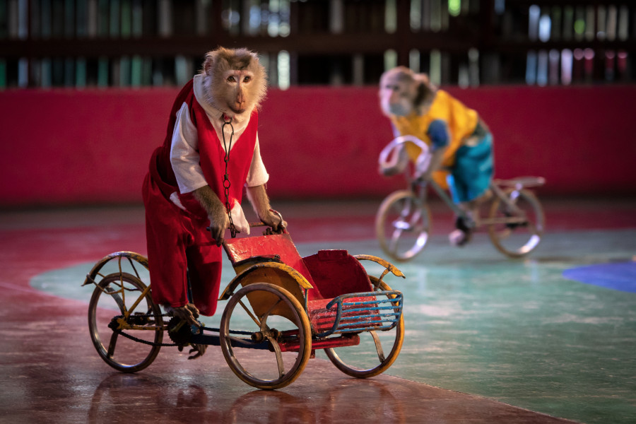 Two monkeys riding bicycles during a show