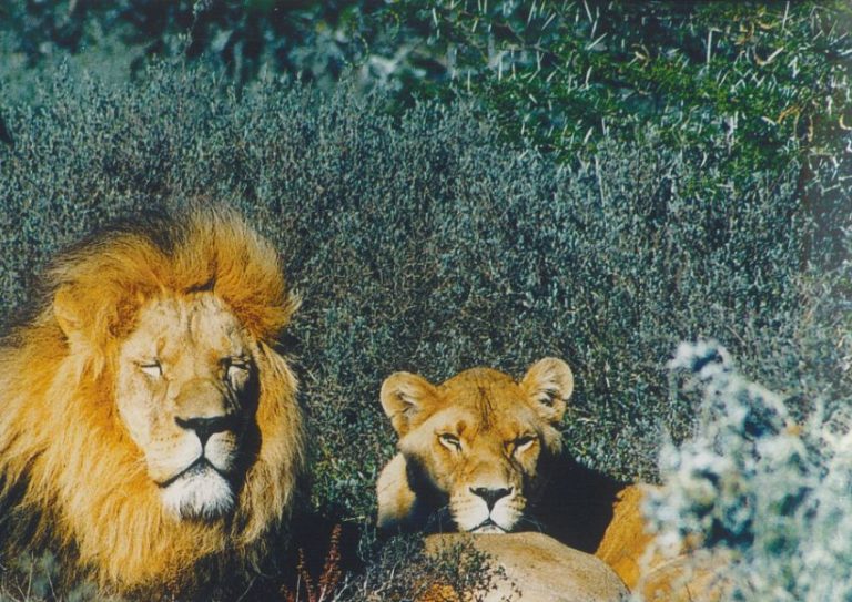 Raffi and Anthea at Shamwari sanctuary, South Africa