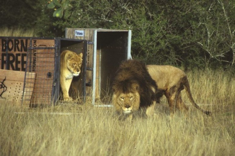 Anthea and Raffi release at Shamwari sanctuary, South Africa