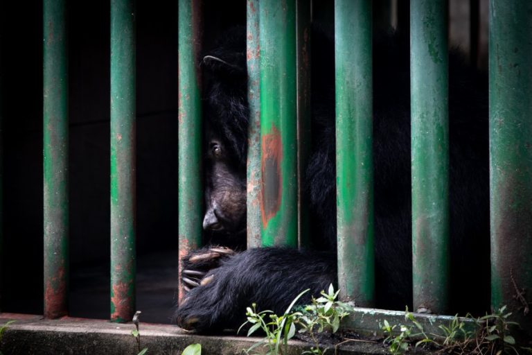 A bear behind the bars of a cage at Dam Sen Park (c) Aaron Gekoski