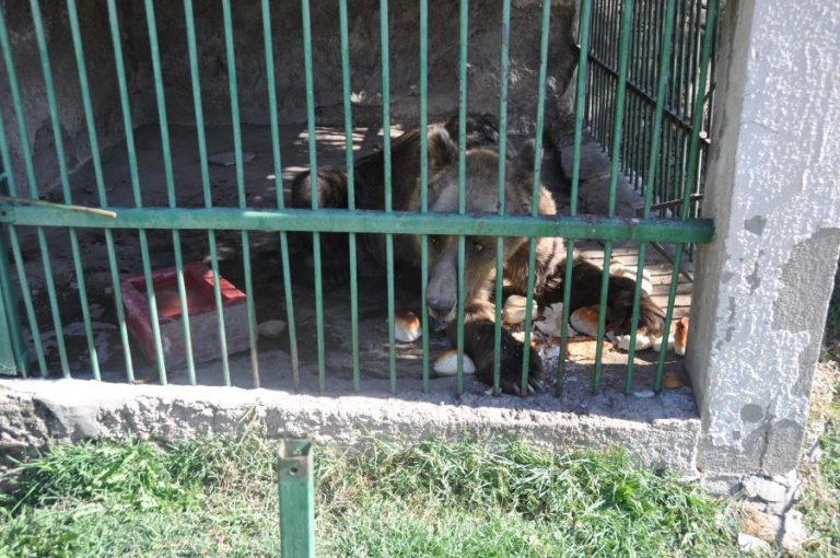 A brown bear in a small cage at Bitola Zoo (c) Born Free