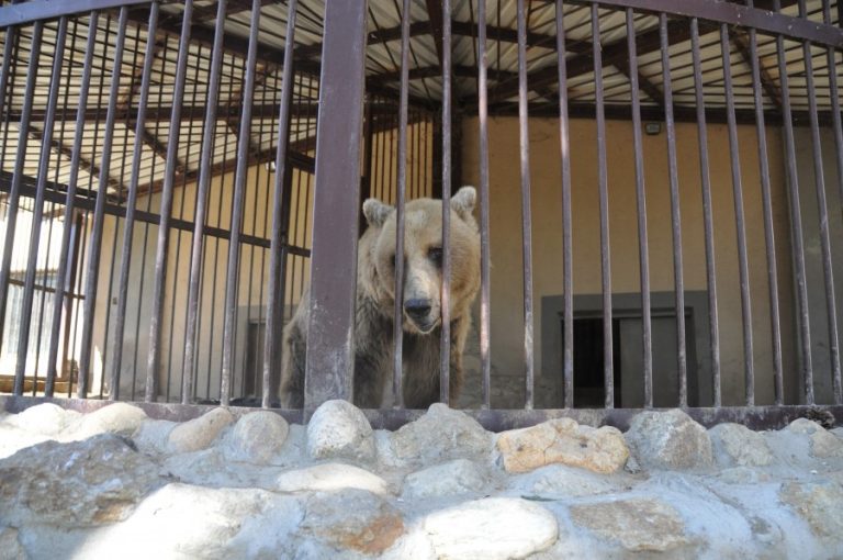 A brown bear looking out from behind the bars of a cage at Bitola Zoo (c) Born Free