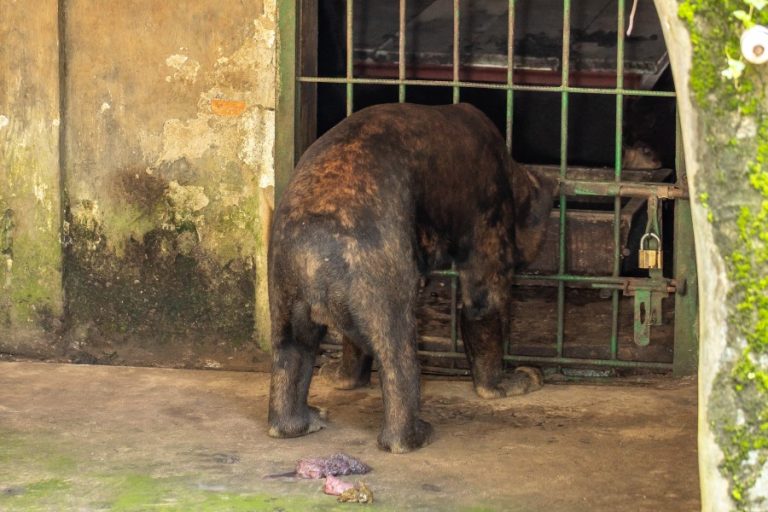 A caged bear at Saigon Zoo (c) Aaron Gekoski