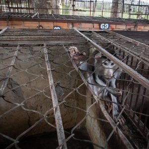 A monkey sits in a small and cramped cage