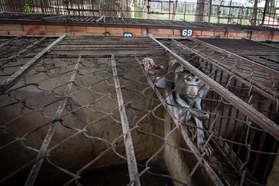 A monkey sits in a small and cramped cage