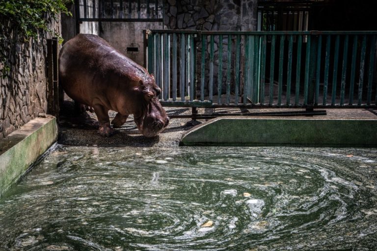 A captive hippo at Saigon Zoo (c) Aaron Gekoski